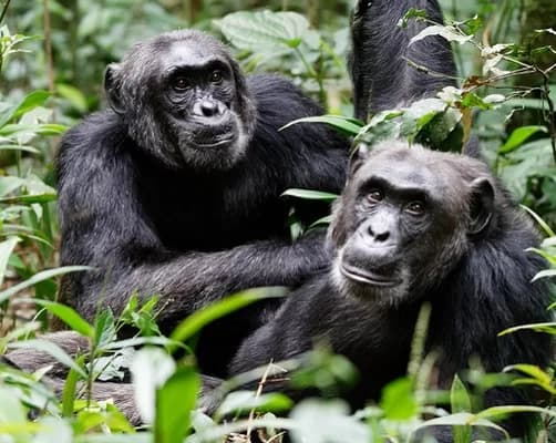 Chimpanzee Tracking image 1