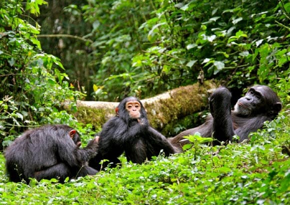 Chimpanzee Tracking image 2