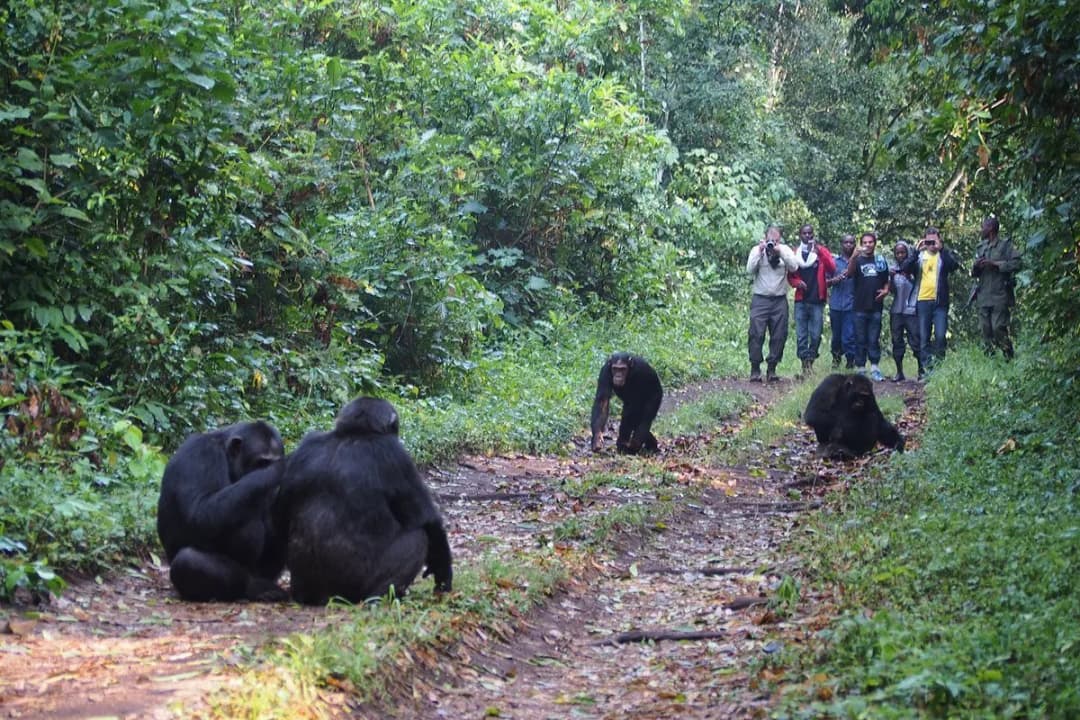 Chimpanzee Tracking image 3