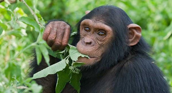 Chimpanzee Tracking image 4