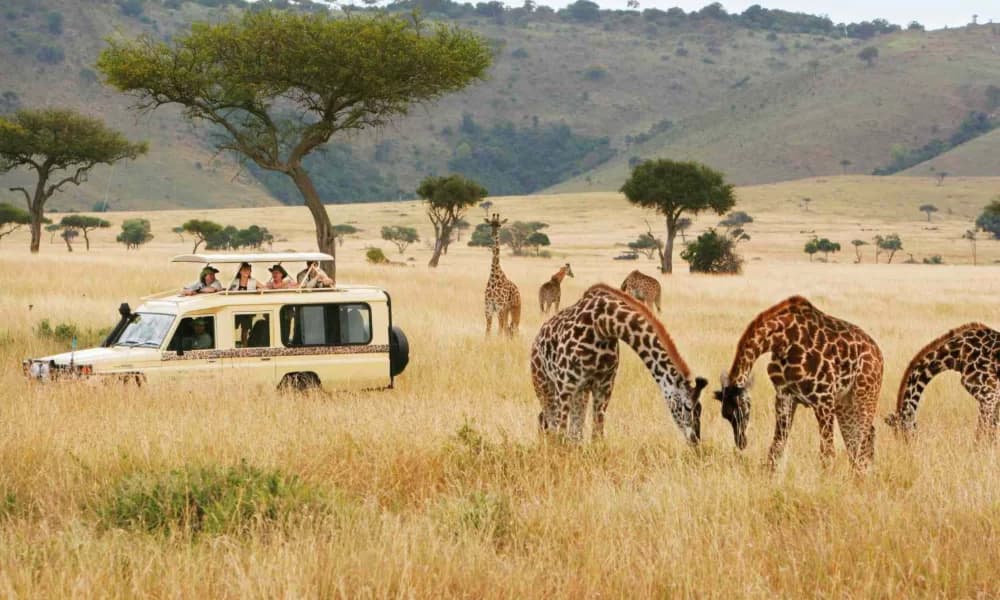 Game Drives image 2