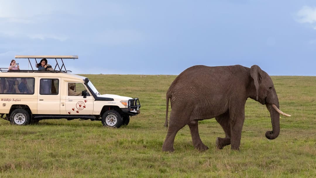 Game Drives image 3
