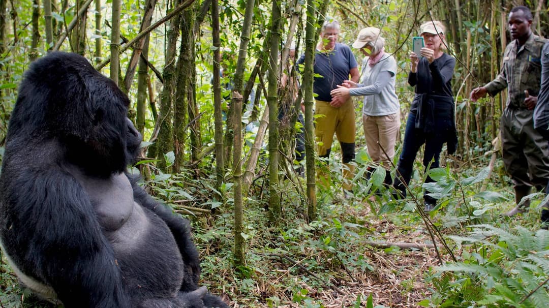 Gorilla Trekking image 1