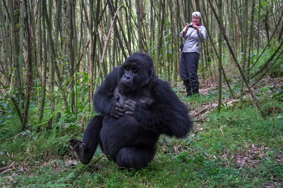 Gorilla Trekking image 2