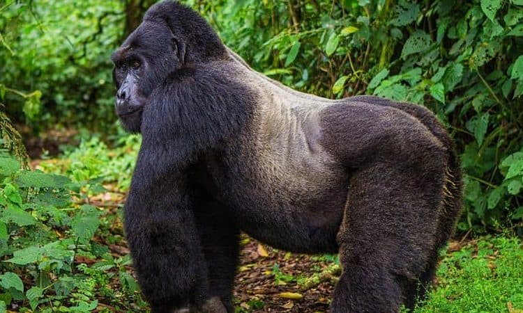 Mgahinga Gorilla National Park