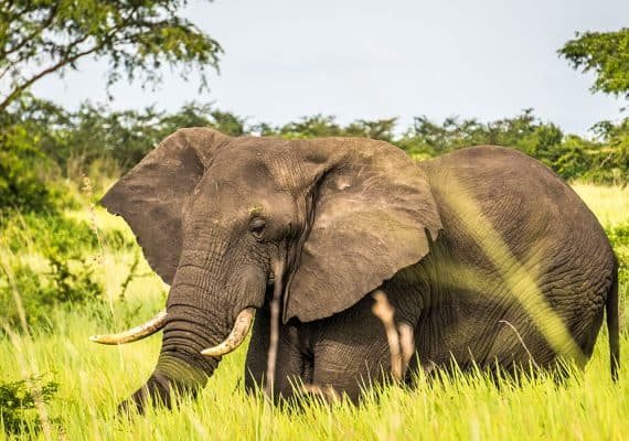 Mount Elgon National Park