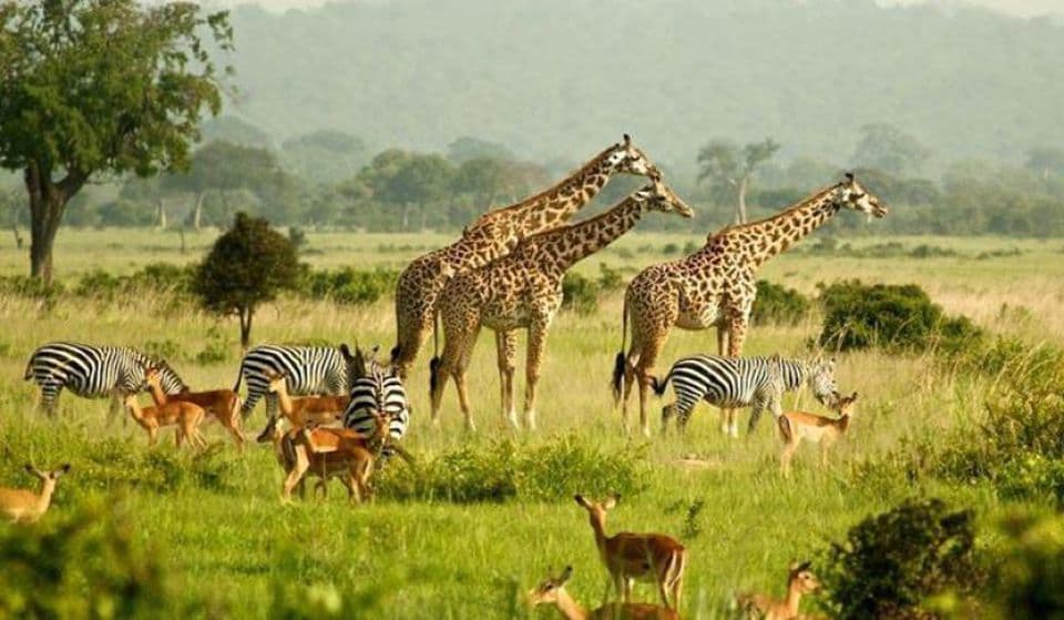 Murchison Falls National Park