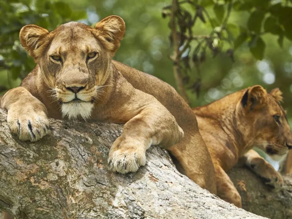 Queen Elizabeth National Park