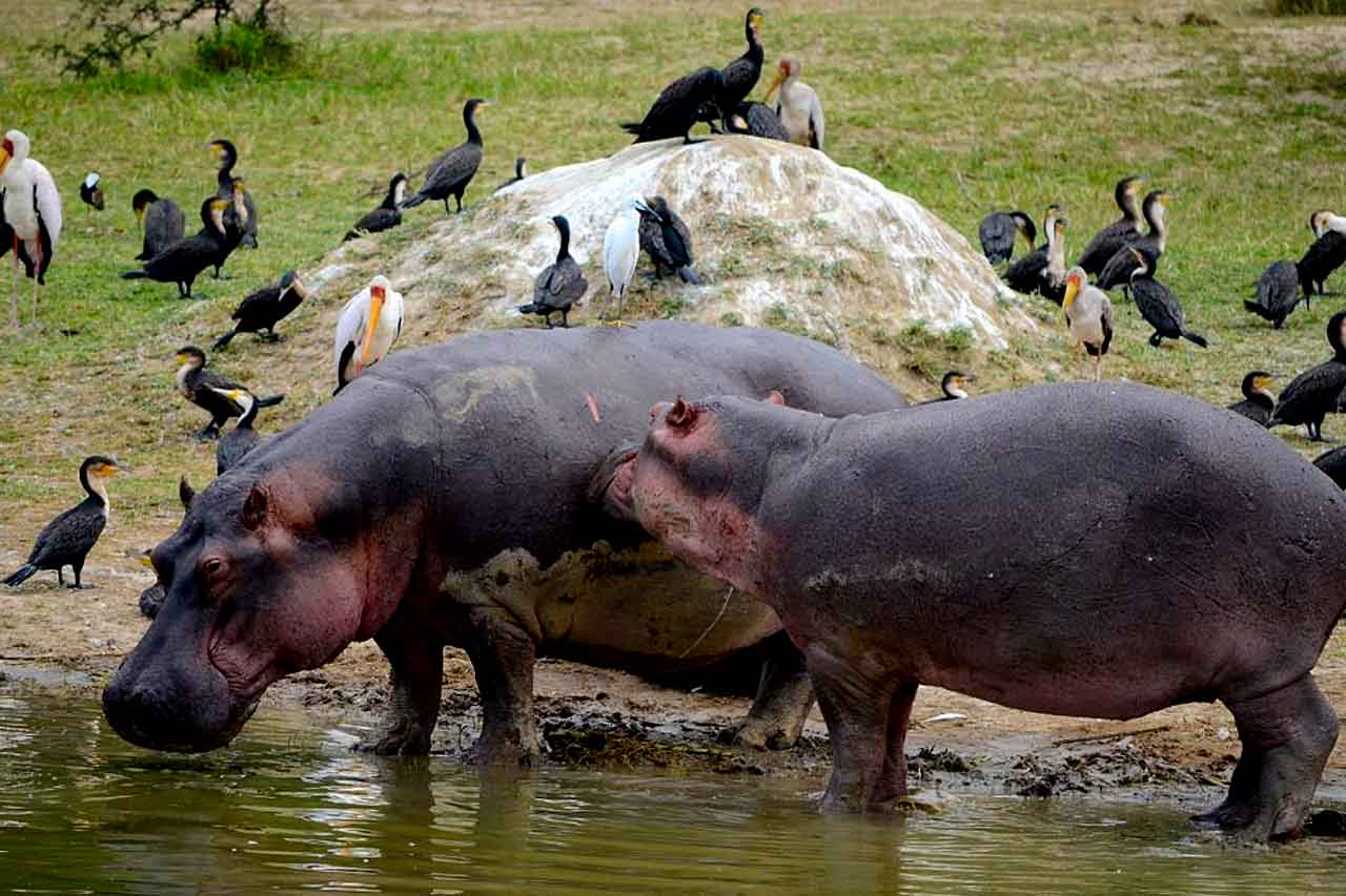 7-Day Gorilla & Wildlife Safari