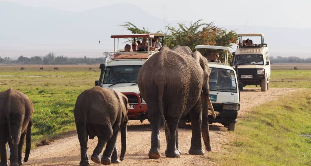 7-Day Gorilla & Wildlife Safari