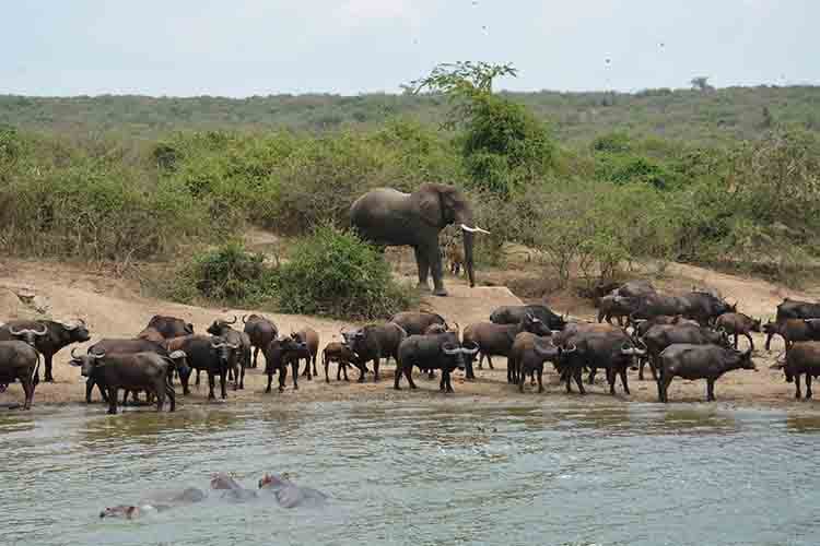 10-Day Uganda Highlights