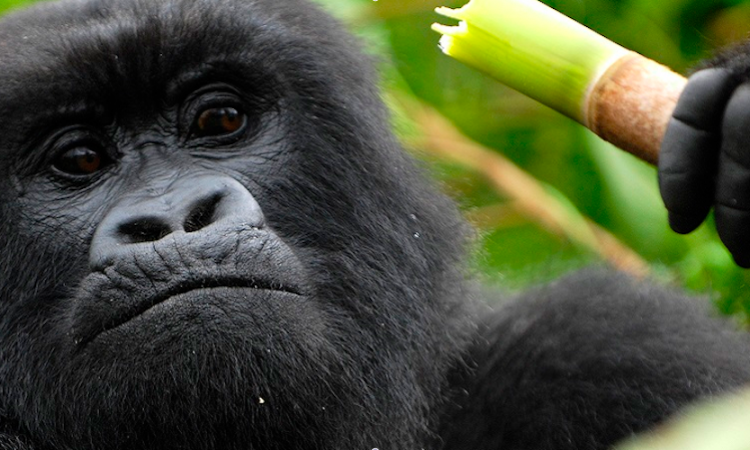 7-Day Gorilla & Wildlife Safari